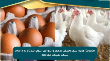 «تحديث هام» سعر البيض الأحمر والدواجن اليوم الثلاثاء 12-8-2025 يشهد تغيرات مفاجئة